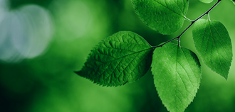 Close up of green leaf