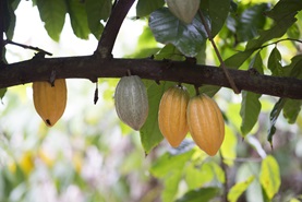 cocoa farming